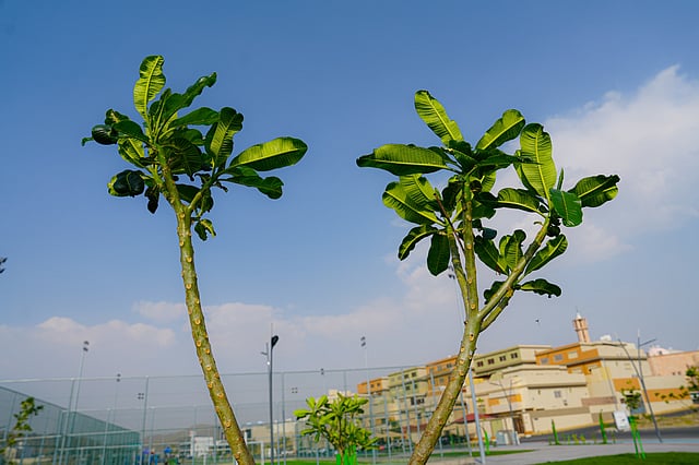 ����� ������ ���� ����� "����� sabq/2024-06/39a