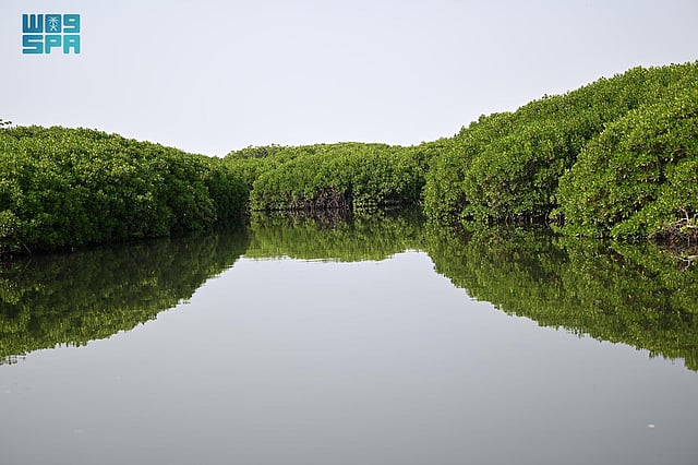 ����� ������ ������ ���� ����� sabq/2024-07/4d4