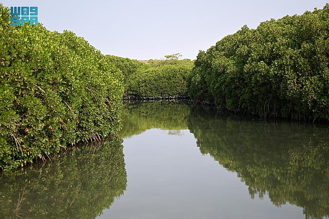 ����� ������ ������ ���� ����� sabq/2024-07/66e