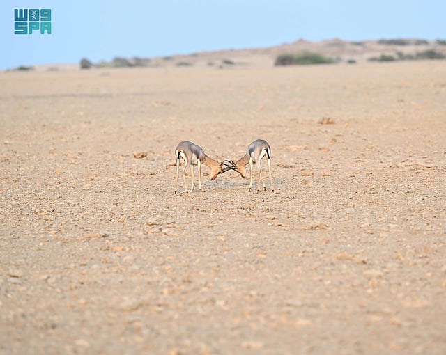 ����� ������ ������ ���� ����� sabq/2024-07/75e