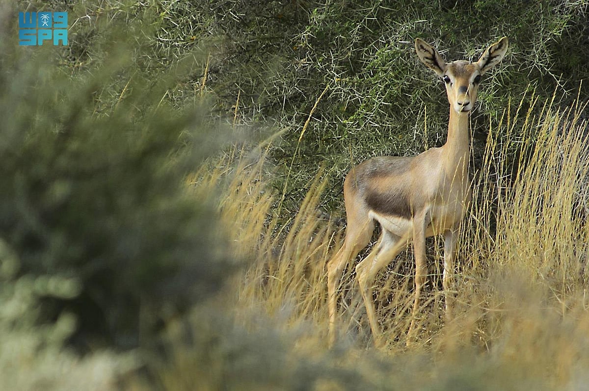 ����� ������ ������ ���� ����� sabq/2024-07/aaa