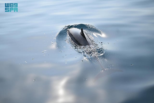 ����� ������ ������ ���� ����� sabq/2024-07/ec0