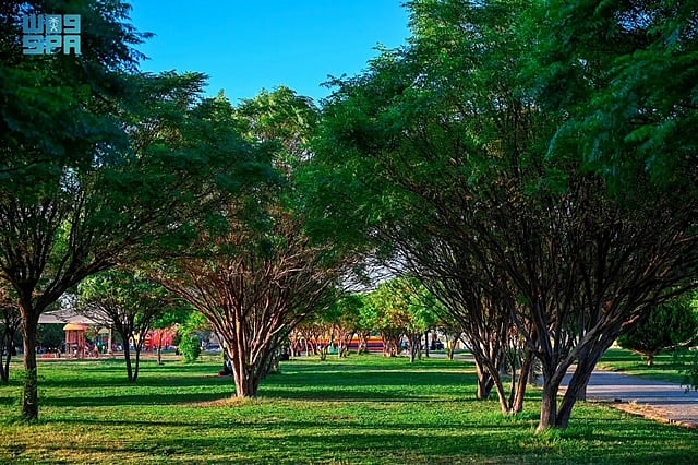 ����� ������ ����� ����� ���� sabq/2024-11-13/