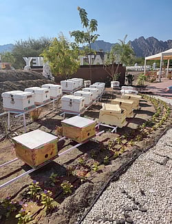 ���.. ������ �������� ����� ������ sabq/2024-11-18/