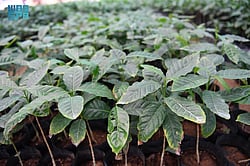 "������ ������" ������.. ����� ����� sabq/2024-12-11/