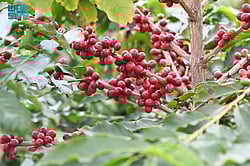 "������ ������" ������.. ����� ����� sabq/2024-12-11/