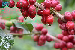 "������ ������" ������.. ����� ����� sabq/2024-12-11/