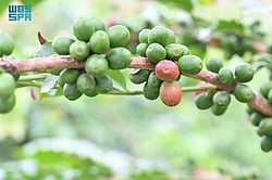 "������ ������" ������.. ����� ����� sabq/2024-12-11/