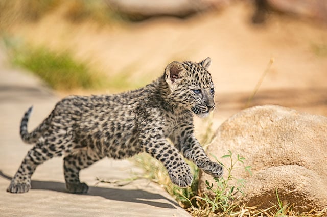 "����� �����" ����� ���� ����� sabq/2025-01-09/