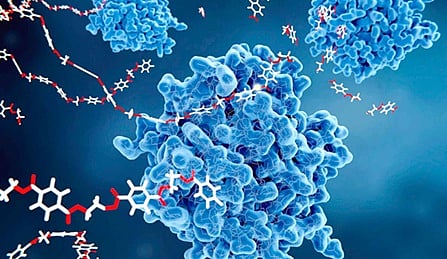 دراسة رائدة: استهداف إنزيم زيادة الوزن والكوليسترول يمهّد لدواء جديد للسمنة