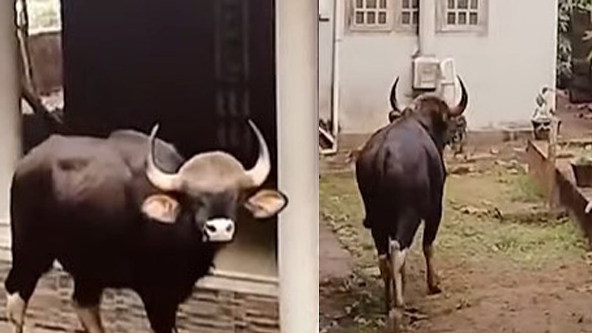 കോഴിക്കോട് ജനവാസ മേഖലയില് കാട്ടുപോത്ത്, നിരീക്ഷിച്ച് വനം വകുപ്പ് കോഴിക്കോട് ജനവാസ മേഖലയില് കാട്ടുപോത്ത്, നിരീക്ഷിച്ച് വനം വകുപ്പ്