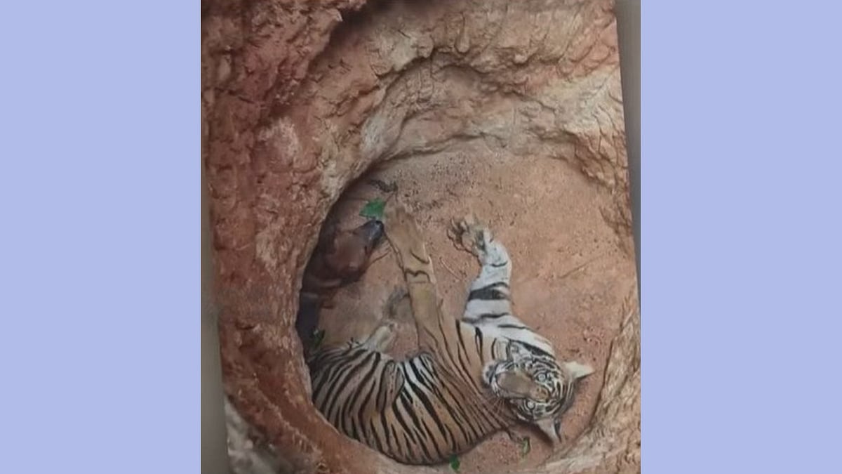 ഇടുക്കിയിൽ ഏലത്തോട്ടത്തിലെ കുഴിയിൽ കടുവ; മയക്കുവെടി വെച്ച് പിടികൂടാൻ ശ്രമം ഇടുക്കിയിൽ ഏലത്തോട്ടത്തിലെ കുഴിയിൽ കടുവ; മയക്കുവെടി വെച്ച് പിടികൂടാൻ ശ്രമം