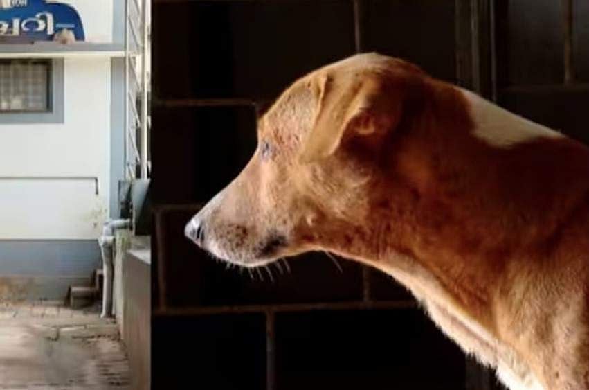 dog waiting for owner in kannur general hospital