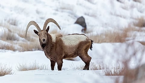 himalayan_ibex