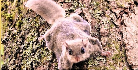 flying_squirrel 