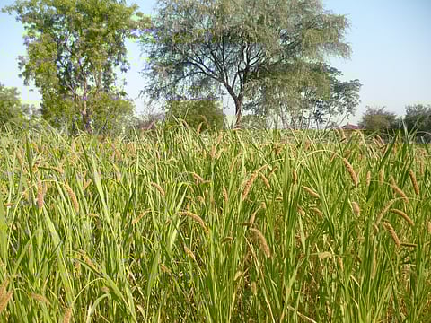 द्वीपसमूह में तिलहन की खेती की संभावनाओं पर फील्ड डे का आयोजन