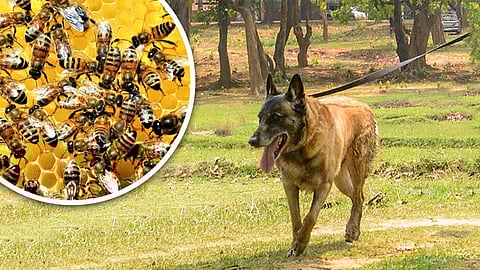 नक्सल विरोधी अभियान के दौरान मधुमक्खियों के हमले में CRPF की ‘रोलो’ की मौत