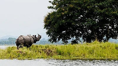 कोर्ट की रोक के बावजूद विश्व धरोहर काजीरंगा के पास अवैध खनन बढ़ा : सीईसी