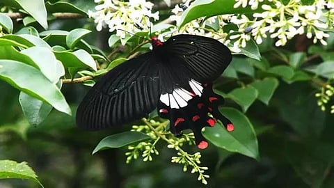 New_swallowtail_butterfly 