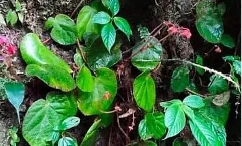 Begonia_nyishiorum