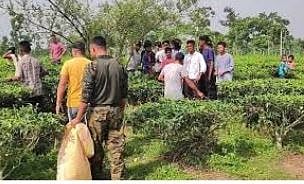 चाय बागान से तेंदुए का क्षत-विक्षत शव बरामद, मौत पर रहस्य!