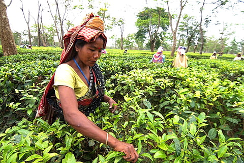 राज्य सरकार ने 20 % बोनस का किया ऐलान चाय बागान मज़दूर के लिए