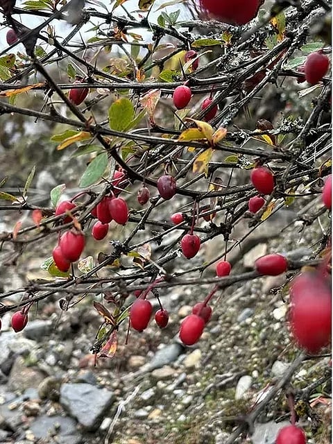 arunachal_new_species_of_berberis_discovered