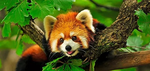 arunachal_Red_Panda 