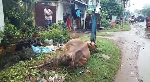 खड़गपुर के छोटा टेंगरा में करंट लगने से मृत गाय