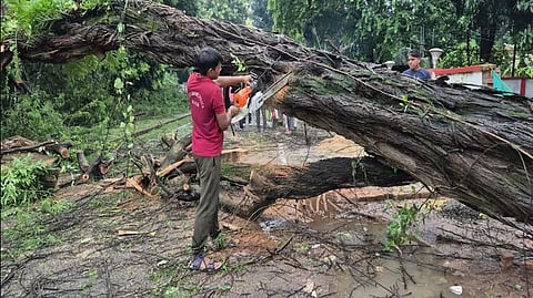 पश्चिम बंगाल के उत्तर 24 परगना जिले के बैरकपुर में गिरा सौ साल पुराना पेड़