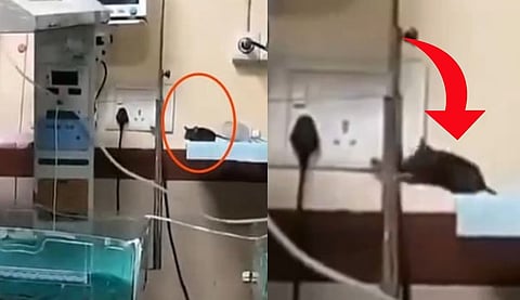 rats_roaming_in_hospital_wards