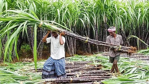 गन्ना किसान