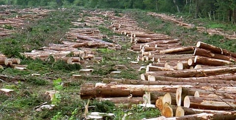 rampant_deforestion 