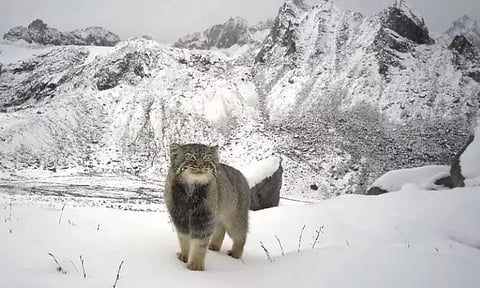 pallas_cat_(Otocolobus manul)