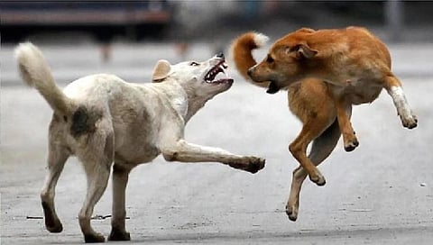 stray_dogs