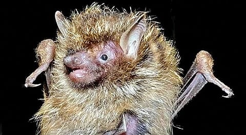 golden_haired_tube-nosed_bat