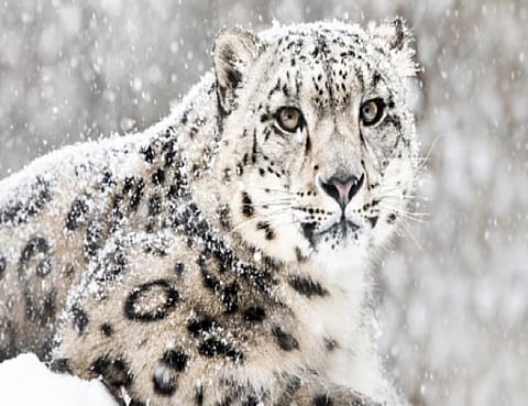 snow_lepard