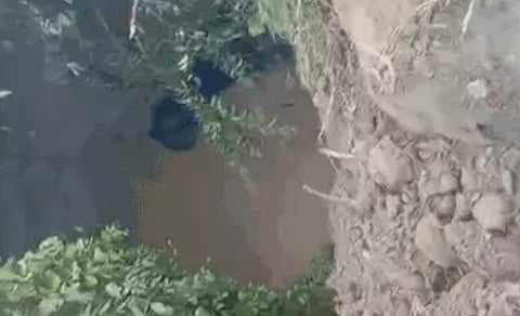 three elephants fell in well in cg rescued 