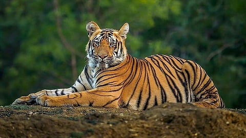 रॉयल बंगाल टाइगर की होगी गणना