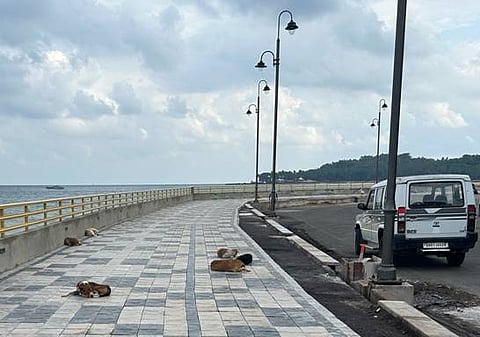 अंडमान में आवारा पशुओं की तस्वीर