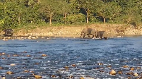 जलढाका नदी किनारे हाथी
