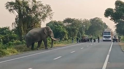 सड़क पार करता हुआ हाथी

