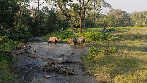 दो गैंडे आमने-सामने