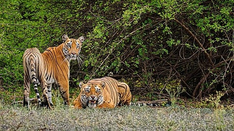बाघों के भविष्य का फैसला अदालत में, कैसे कहां, जानें! 