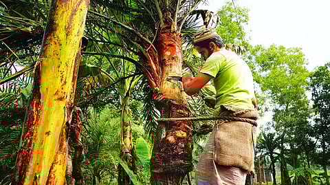 खजूर के पेड़ों की कमी से संकट में शियूली