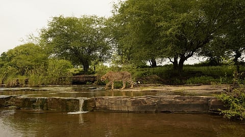अंतरराष्ट्रीय चीता दिवस पर पीएम मोदी का संदेश, वन्यजीव प्रेमियों को भारत आने का आमंत्रण