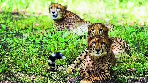 प्रतीकात्मक चित्र 