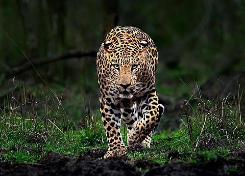 पुणे एयरपोर्ट में घूम रहा तेंदुआ कब्जे में, 80 फुट टनल में सफल रेस्क्यू ऑपरेशन