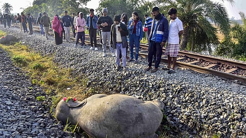 केंद्र ने असम के होजाई में रेल की पटरियों पर हाथियों की मौत पर रिपोर्ट मांगी: भूपेंद्र यादव
