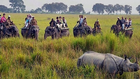 जानिए काजीरंगा के बारे में, जहां बढ़ी विदेशियों की तादाद, मुख्यमंत्री हुए गदगद 